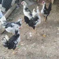 نیمچه خروس گلین