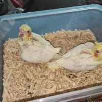 جوجه عروس لوتینو ۲عدد فوری|پرنده|مشهد, فارغ التحصیلان|دیوار