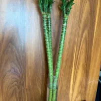 بامبو لوتوس