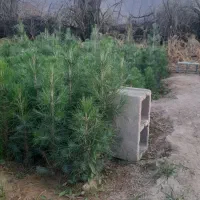 نهال و نشاء کاج تهران و مشهد|گل و گیاه طبیعی|خفر, |دیوار