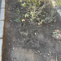 زمین مناسب دامداری اسطبل