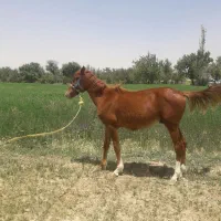 به دلیل نداشتن جا