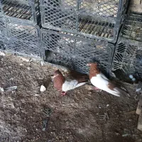 جفت سینه سرخ