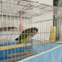 طوطی راهب سبز