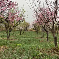 باغ بادرختان۱۲ساله/آب قانونی/ هزار متر مربع