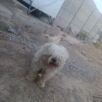 سگ پشمالو نر نگهبان حساس درشت