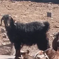 بز بومی