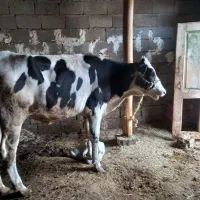 گاو ماده کیلویی ۲۵۰ هزار تومن