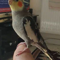 گمشده|حیوانات|مهاباد (آذربایجان غربی), |دیوار