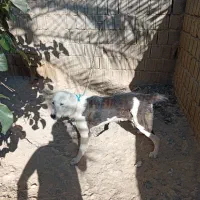 سگ البای روس