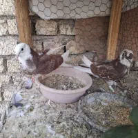 کفتر پرشی|پرنده|اصفهان, دستگرده|دیوار