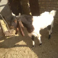 بزغاله|حیوانات مزرعه|کاشمر, |دیوار