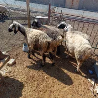 میش داشتی|حیوانات مزرعه|سیدان, |دیوار