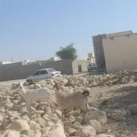 بز اشکالی کهره نر زیرش هیکلی و یدونه بز آبستن