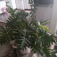 گلهای آپارتمانی به همراه کود و افت کش