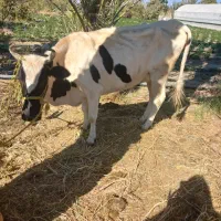 هردوتاماده هستن بابچه هاشون بفروش میرسن