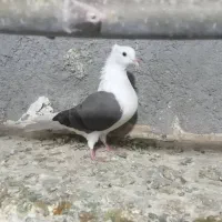 ماده شونی خوش نه...