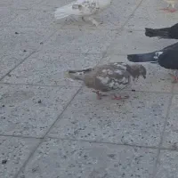 کبوتر گمشده((مژدگانی میدم به یابنده))|حیوانات|تهران, باغ خزانه|دیوار