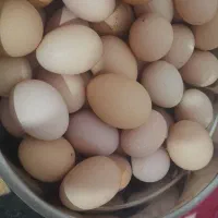 تخم مرغ لاری