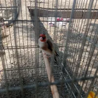 سهره|پرنده|شیراز, احمدآباد|دیوار