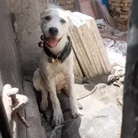 واگذاری