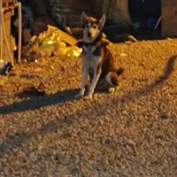 ۲عدد سگ ماده.|سگ|چیتاب, |دیوار