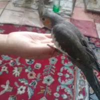 پرنده|پرنده|شهرکرد, |دیوار