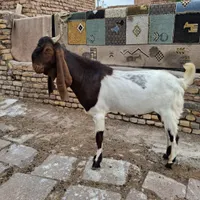 نربز پاکستانی|حیوانات مزرعه|تربت جام, میان جام|دیوار