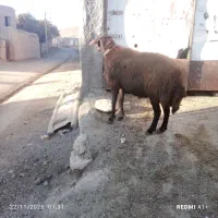 قوچ چهار دندون گله گرد درجه یک|حیوانات مزرعه|سرولایت, |دیوار