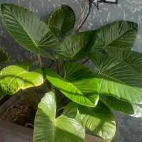 گل بابا ادم|گل و گیاه طبیعی|تربتحیدریه, شهرک ولیعصر|دیوار