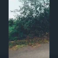 فروش فوری زمین ۲۵۰ متری