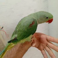 جوجه شاه طوطی،عروس هلندی،ملنگو|پرنده|تهران, پاسداران|دیوار