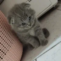 اسکاتیش فولد و استریت دو سر شجره فول|گربه|بیرجند, |دیوار