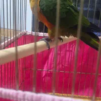 فروش یک عدد طوطی خورشیدی|پرنده|خمینی‌شهر, |دیوار