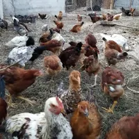 جوجه محلی، جوجه خروس، جوجه گلپایگانی|حیوانات مزرعه|رامیان, |دیوار