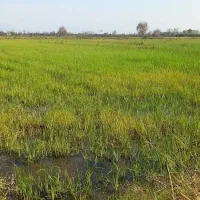 فروش زمین زراعی ۲۸۰۰متری لنگرود روستای ارباستان|فروش زمین و ملک کلنگی|رودبنه, |دیوار