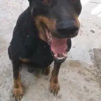 واگذاری سگ دوبرمن رایگان