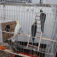 ۳عدد طوطی همراه باقفس لانه