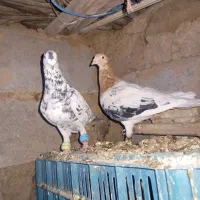 کبوتر فروشی