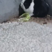 خرگوش|موش و خرگوش|زرند, |دیوار