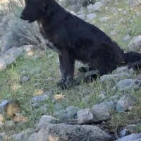 سگ گم شده در منطقه اقلید|حیوانات|اقلید, |دیوار