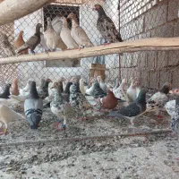 کوهی پلاکی
