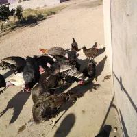 بوقلمون و مرغ و خروس
