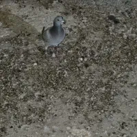 کهنه بوم|پرنده|تربت جام, المهدی|دیوار