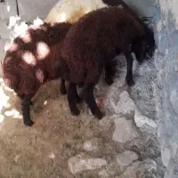 سه راس بره نر همو فروشی در قوچان