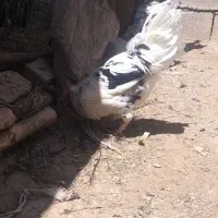 تعدادی خروس گلین با بقلمون