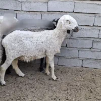 گوسفند مری لطوکو