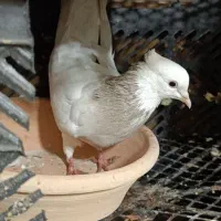 کبوتر پرشی طوقی دمبی ابلغ شازده|پرنده|شهریار, شهریار|دیوار