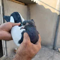 تعدادی کبوتر رنگی کار درست