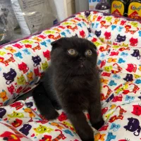 گربه اسکاتیش